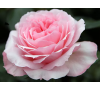 Роза Майра ( Mayra's Rose)